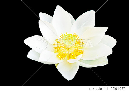 家の周りの草花　四季の色々　初夏の蓮沼に美しい純白の大輪のハスの花が咲はじめています 143501072