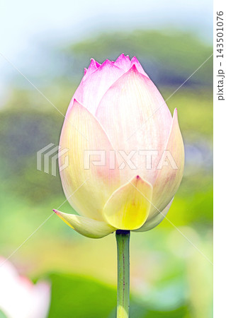 家の周りの草花 四季の色々 初夏の蓮沼に美しいピンクの大輪のハスの花が咲はじめています 家の周りの草花 四季の色々 初夏の蓮沼に美しいピンクの大輪のハスの花が咲はじめています 143501076