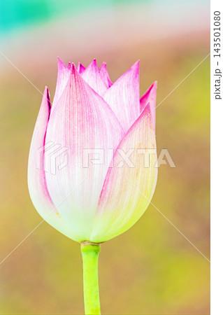 家の周りの草花 四季の色々 初夏の蓮沼に美しいピンクの大輪のハスの花が咲はじめています 家の周りの草花 四季の色々 初夏の蓮沼に美しいピンクの大輪のハスの花が咲はじめています 143501080