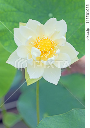 家の周りの草花 四季の色々 初夏の蓮沼に美しい純白の大輪のハスの花が咲はじめています 家の周りの草花 四季の色々 初夏の蓮沼に美しい純白の大輪のハスの花が咲はじめています 143501086