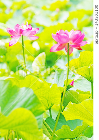 家の周りの草花 四季の色々 初夏の蓮沼に美しいピンクの大輪のハスの花が咲はじめています 家の周りの草花 四季の色々 初夏の蓮沼に美しいピンクの大輪のハスの花が咲はじめています 143501100