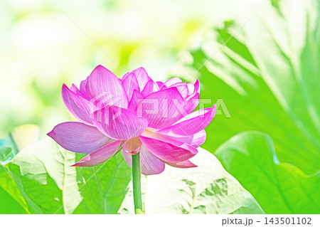 家の周りの草花 四季の色々 初夏の蓮沼に美しいピンクの大輪のハスの花が咲はじめています 家の周りの草花 四季の色々 初夏の蓮沼に美しいピンクの大輪のハスの花が咲はじめています 143501102