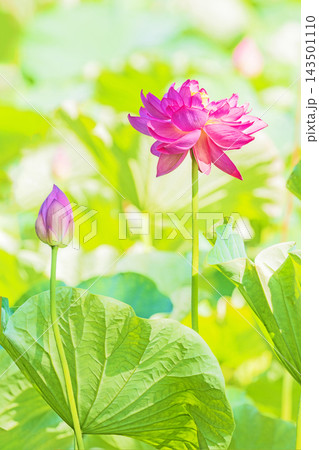 家の周りの草花 四季の色々 初夏の蓮沼に美しいピンクの大輪のハスの花が咲はじめています 家の周りの草花 四季の色々 初夏の蓮沼に美しいピンクの大輪のハスの花が咲はじめています 143501110