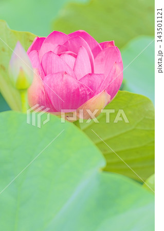 家の周りの草花 四季の色々 初夏の蓮沼に美しいピンクの大輪のハスの花が咲はじめています 家の周りの草花 四季の色々 初夏の蓮沼に美しいピンクの大輪のハスの花が咲はじめています 143501121