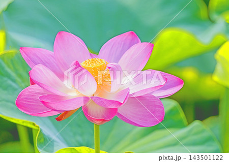 家の周りの草花 四季の色々 初夏の蓮沼に美しいピンクの大輪のハスの花が咲はじめています 家の周りの草花 四季の色々 初夏の蓮沼に美しいピンクの大輪のハスの花が咲はじめています 143501122