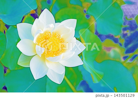 家の周りの草花 四季の色々 初夏の蓮沼に美しい純白の大輪のハスの花が咲はじめています 家の周りの草花 四季の色々 初夏の蓮沼に美しい純白の大輪のハスの花が咲はじめています 143501129