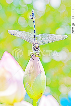 家の周りの草花 四季の色々 初夏の蓮沼に美しい純白の大輪のハスの花が咲はじめています 家の周りの草花 四季の色々 初夏の蓮沼に美しい純白の大輪のハスの花が咲はじめています 143501135