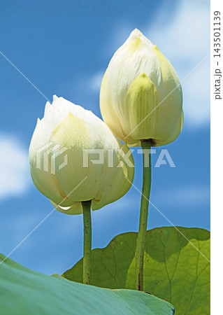 家の周りの草花 四季の色々 初夏の蓮沼に美しい純白の大輪のハスの花が咲はじめています 家の周りの草花 四季の色々 初夏の蓮沼に美しい純白の大輪のハスの花が咲はじめています 143501139