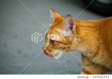 The orange cat is lying down, curiosity activated. On the lookout. 143501253