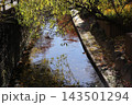 武蔵小杉の二ヶ領用水と秋の景色 143501294
