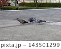 川崎駅周辺の広場で餌をついばむハトたち 143501299