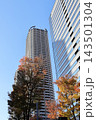 武蔵小杉の青空と高層マンションと紅葉 143501304