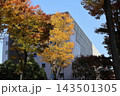 武蔵小杉の青空と紅葉とビル 143501305