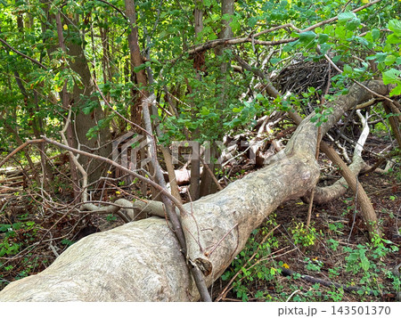 Old fallen trees decomposing naturally in woodland. 143501370
