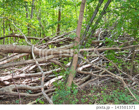 Deadwood and fallen trunks in a lush forest. Deadwood and fallen trunks in a lush forest. 143501371