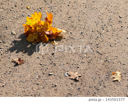 Golden autumn leaves on a natural woodland path. 143501377