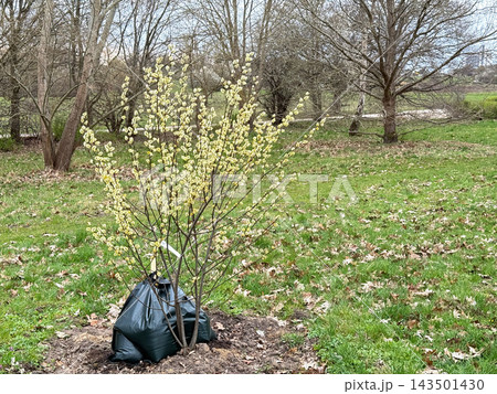 Tree planting with irrigation bags in park. 143501430