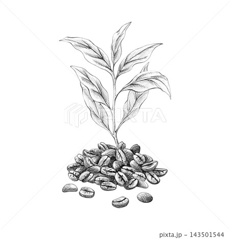 Coffee plant sprouting from roasted coffee beans. Hand-drawn pencil sketch. Botanical illustration of coffee tree leaves isolated on white. Vintage engraving style for packaging Coffee plant sprouting from roasted coffee beans. Hand-drawn pencil sketch. Botanical illustration of coffee tree leaves isolated on white. Vintage engraving style for packaging 143501544