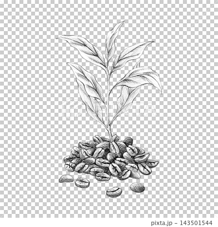 Coffee plant sprouting from roasted coffee beans. Hand-drawn pencil sketch. Botanical illustration of coffee tree leaves isolated on white. Vintage engraving style for packaging Coffee plant sprouting from roasted coffee beans. Hand-drawn pencil sketch. Botanical illustration of coffee tree leaves isolated on white. Vintage engraving style for packaging 143501544