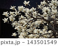 モクレン⑧ 143501549