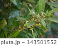 オニシバリ① 143501552