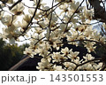 モクレン④ 143501553