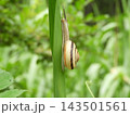 カタツムリ④ 143501561