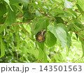 カタツムリ③ 143501563