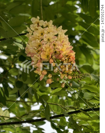 cluster of flowers from the Rainbow Shower Tree 143501744