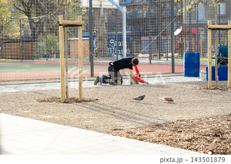 A construction worker kneels on a sand path in a park to perform ground paving tasks, while two pigeons walk nearby, capturing the urban labor process in a sunny outdoor setting A construction worker kneels on a sand path in a park to perform ground paving tasks, while two pigeons walk nearby, capturing the urban labor process in a sunny outdoor setting 143501879