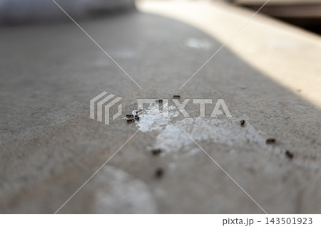 Small black ants crawl on a stone surface while feeding on a spill of sticky white liquid, illustrating a household pest infestation problem in a bright and blurry indoor environment 143501923