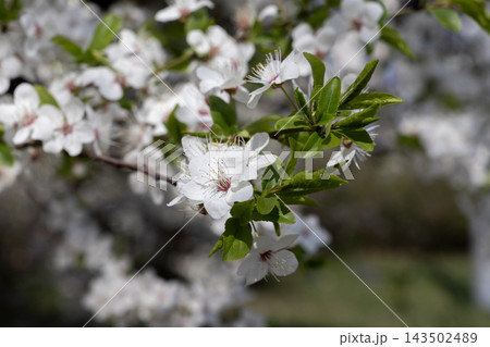 Delicate white cherry blossoms bloom on a tree branch during spring, highlighting the fresh seasonal growth and vibrant natural beauty of a sunny garden landscape in full light 143502489