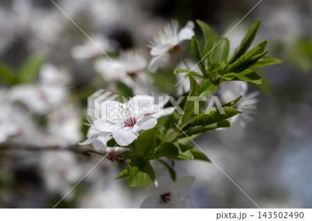 Delicate white cherry blossoms bloom on branches amidst soft green leaves during spring, evoking a serene natural atmosphere with a shallow depth of field in a sunny garden setting 143502490