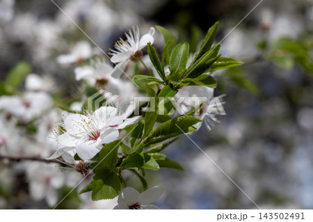 White plum blossoms bloom on a branch with fresh green leaves under bright spring sunlight, creating a delicate natural background that signifies renewal and the awakening of nature 143502491