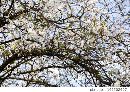 A vibrant cherry tree blooming with delicate white flowers under the soft sunlight, capturing the serene essence of spring season beauty in a peaceful garden landscape or urban park 143502497