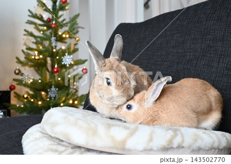 クリスマスツリーの前で寄り添う2匹のうさぎ クリスマスツリーの前で寄り添う2匹のうさぎ 143502770