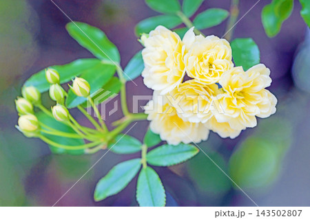 家の周りの草花　四季の色々　家の垣根に黄色の美しく清楚なモッコウバラの花が咲き始めました 143502807