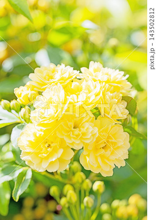 家の周りの草花　四季の色々　家の垣根に黄色の美しく清楚なモッコウバラの花が咲き始めました 143502812