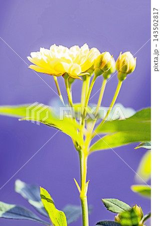 家の周りの草花　四季の色々　家の垣根に黄色の美しく清楚なモッコウバラの花が咲き始めました 143502817