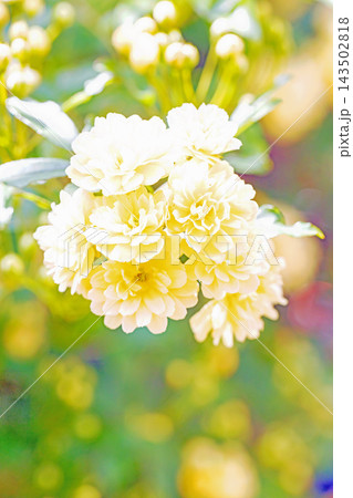 家の周りの草花　四季の色々　家の垣根に黄色の美しく清楚なモッコウバラの花が咲き始めました 143502818