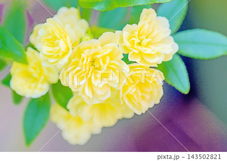 家の周りの草花 四季の色々 家の垣根に黄色の美しく清楚なモッコウバラの花が咲き始めました 家の周りの草花 四季の色々 家の垣根に黄色の美しく清楚なモッコウバラの花が咲き始めました 143502821
