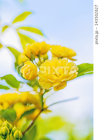 家の周りの草花　四季の色々　家の垣根に黄色の美しく清楚なモッコウバラの花が咲き始めました 143502827