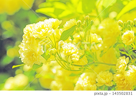 家の周りの草花　四季の色々　家の垣根に黄色の美しく清楚なモッコウバラの花が咲き始めました 143502831