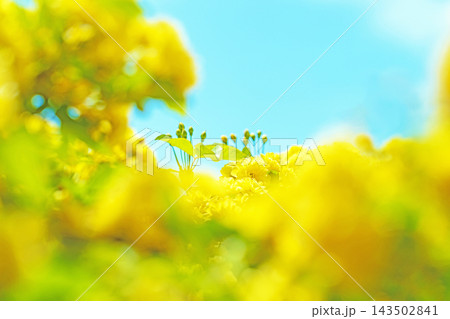 家の周りの草花 四季の色々 家の垣根に黄色の美しく清楚なモッコウバラの花が咲き始めました 家の周りの草花 四季の色々 家の垣根に黄色の美しく清楚なモッコウバラの花が咲き始めました 143502841