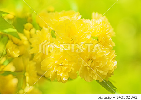 家の周りの草花 四季の色々 家の垣根に黄色の美しく清楚なモッコウバラの花が咲き始めました 家の周りの草花 四季の色々 家の垣根に黄色の美しく清楚なモッコウバラの花が咲き始めました 143502842