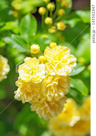 家の周りの草花　四季の色々　家の垣根に黄色の美しく清楚なモッコウバラの花が咲き始めました 143502847