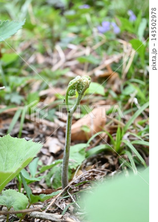 春の野山に芽吹くワラビの新芽 143502978