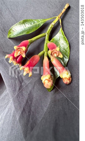 Red tubular flowers cluster on leafy plant stem, presented against charcoal cloth. This flowering branch offers clear visual details of its buds, petals and glossy leaves for plant identification. Red tubular flowers cluster on leafy plant stem, presented against charcoal cloth. This flowering branch offers clear visual details of its buds, petals and glossy leaves for plant identification. 143503018