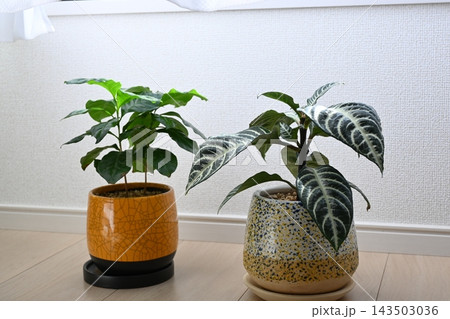 窓辺に飾られた2つの観葉植物とおしゃれな陶器鉢 143503036