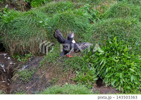 Atlantic puffin spreading wings on grassy slope at Hafnarholmi in Iceland Atlantic puffin spreading wings on grassy slope at Hafnarholmi in Iceland 143503363